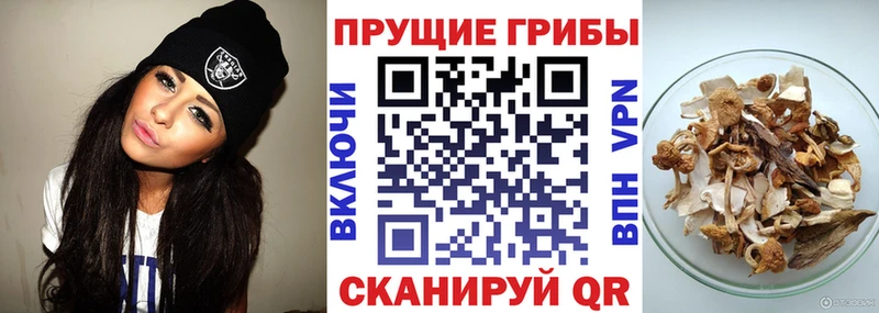 Псилоцибиновые грибы Cubensis  Нюрба 